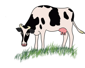 Vector cartoon black and white cow isolated on white background, Dairy products, farming. Vector drawing of a cow eating grass.