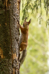 Squirrel climbing a tree trunk, showcasing its bushy tail and vibrant fur, surrounded by lush...