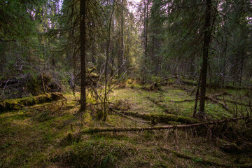 Lush green forest scene featuring tall trees, soft sunlight filtering through branches, and a...