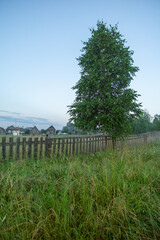 Fototapeta premium Lush green grass surrounds a tall tree beside a rustic wooden fence, with a serene countryside landscape and distant houses under a clear blue sky at dawn