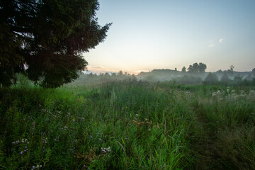 Misty morning landscape with lush green grass and wildflowers, showcasing a serene atmosphere and...