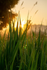 Fototapeta premium Close-up view of dew-covered grass blades illuminated by the warm glow of sunrise, creating a serene atmosphere in a natural landscape, showcasing the beauty of morning light