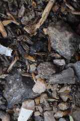 Rich, earthy close-up of natural soil with organic debris and stones, showcasing intricate textures and an authentic ground feel. Ideal for natural backgrounds.
