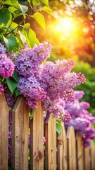 Obraz premium Lilac blossoms in full bloom on a wooden fence