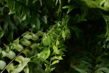 Vibrant green fern fronds in a lush, natural setting, capturing the intricate beauty of tropical...