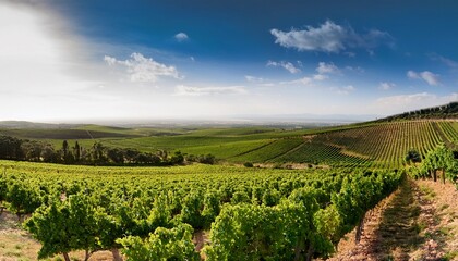 Naklejka premium an expansive view of a lush green vineyard