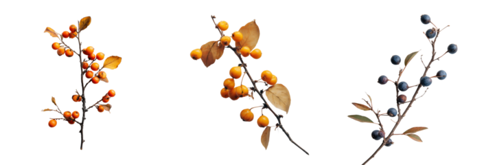 Nature's colorful berries and branches botanical on transparent background