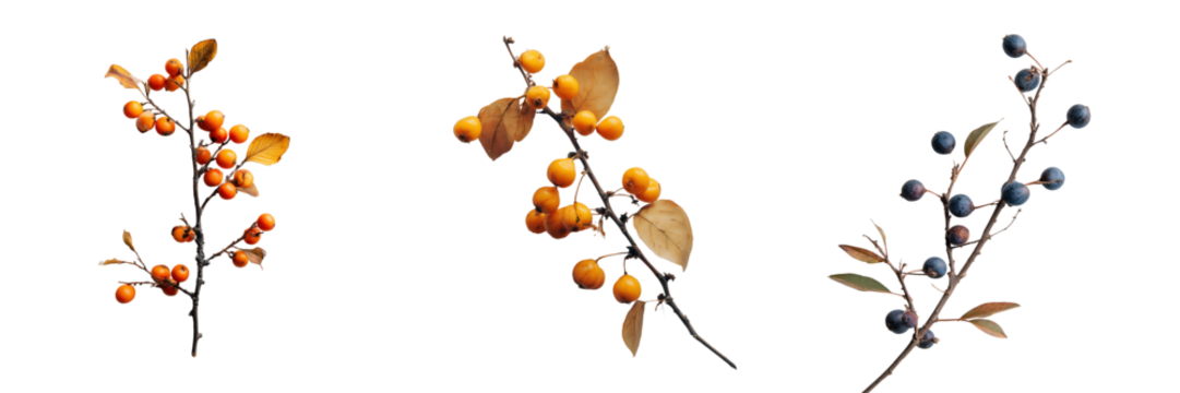 Nature's colorful berries and branches botanical on transparent background