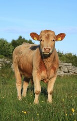 Cattle: Charolais breed bullock standing in field on farmland in rural Ireland in summertime 