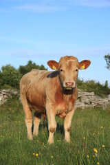 Cattle: Charolais breed bullock standing in field on farmland in rural Ireland in summertime 