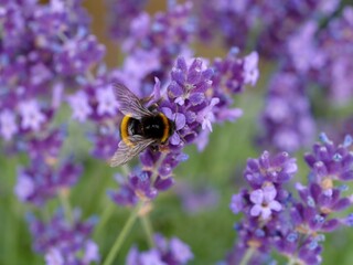 Bee is on a purple flower