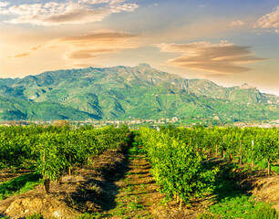 Fototapeta premium green spring garden landscape with beautiful mountaind and clouds on background. Agricultural landscape of spring or summer fruit farm in outdoor during sunset or sunrise.