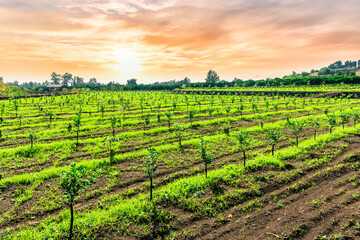beautiful view in a green farm field with rows of rural plants and trees with amazing sunset or...