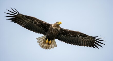 Naklejka premium Majestic eagle soaring through a clear sky.