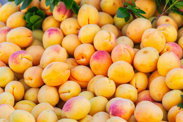 Fresh ripe apricots on display at farmers market, organic seasonal fruit with natural color and texture