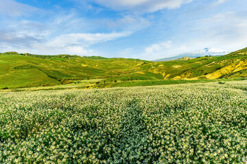 green spring valley with hills and meadows covered with fresh colorful flowers and young grass with beautiful landscape with cloudy sky on background