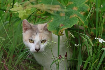 tiny wild cat in the middle os the field