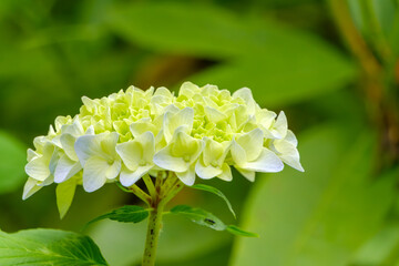 鮮やかな黄緑色の紫陽花のつぼみ