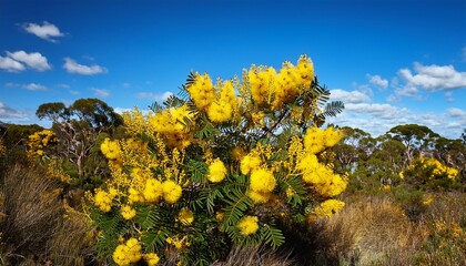 australian wattle flowers acacia tree in aussie bush with blue sky background