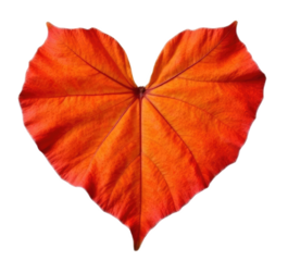 Autumn maple leaf, a flattened structure of a higher plant, similar to a blade that attaches directly to the stem or through the stem. Leaves are the main organs of photosynthesis and transpiration