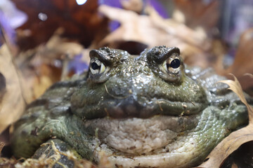 The Pixie Frog