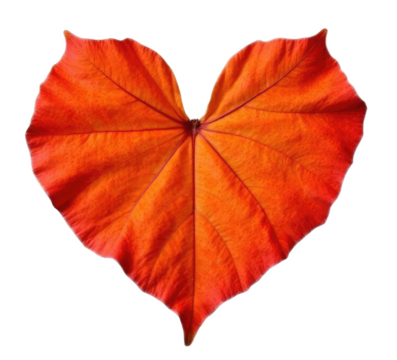 Autumn maple leaf, a flattened structure of a higher plant, similar to a blade that attaches directly to the stem or through the stem. Leaves are the main organs of photosynthesis and transpiration