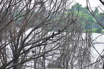 Fototapeta premium branches of a tree