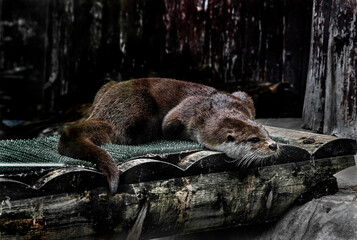 Eurasian otter on the wooden plate in its enclosure. Latin name - Lutra lutra