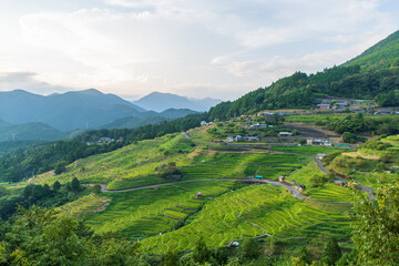 初夏の丸山千枚田と山々の風景