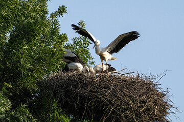 Young white stork, Ciconia ciconia, stretching wings for flying practise. Stork family on a nest during spring in a meadow with green trees and blue sky in Czech Republic. Wildlife conservation.
