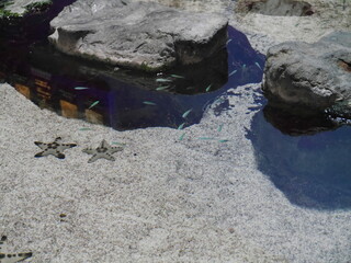 Two starfish, two hearts. Will I one day be able to travel with someone I love, this close? Will I...