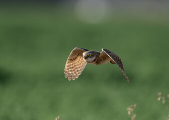 A burrowing owl in flight with green background. 