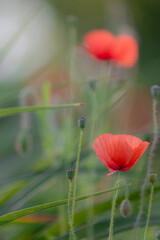 Red poppies blooming in a summer field creating a beautiful natural background