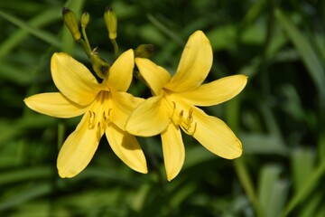 Obraz premium Yellow lilies are blossoming outdoor in sunn summer day.