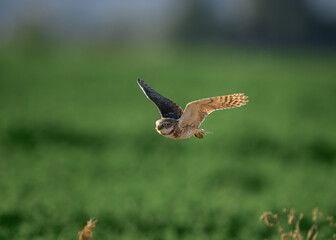 Fototapeta premium An owl in flight in farmland in the Sonoran Desert of Arizona. 