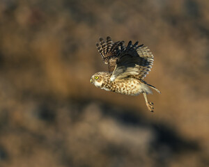 Burrowing Owl in flight in the desert. A brown bird. 