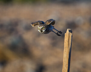 A Sonoran Burrowing Owl explodes of its perch taking flight. 
