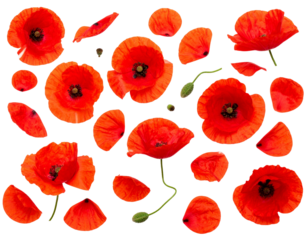 set Top View of Scattered Red Poppy Petals and Blooms, isolated on a transparent background png