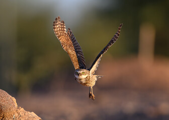 Wings of flight, a Burrowing owl flying in the Sonoran Desert. 