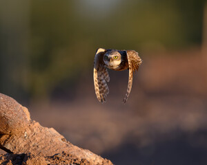 Burrowing Owl in Flight, A small brown raptor. 