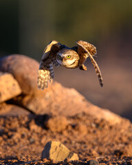 Little owl in flight, a Burrowing Owl. 