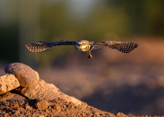 Burrowing Owl in flight