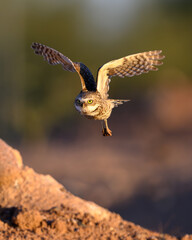 Brown bird flying, a Burrowing Owl. 