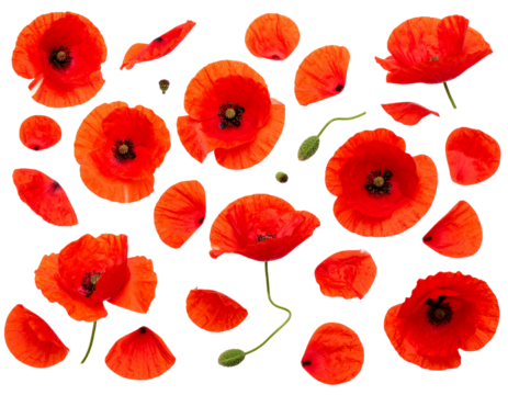 set Top View of Scattered Red Poppy Petals and Blooms, isolated on a transparent background png