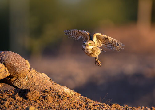 A little owl flying at sunset. A burrowing Owl in flight.