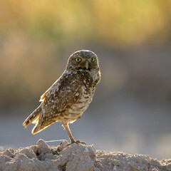 Portrait of a Burrowing Owl, a raptor.