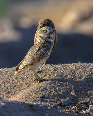 A bird on the ground looking at the sky, Burrowing Owl. 