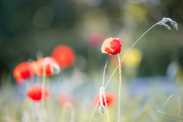 Red poppy (papaver) flowes blooming in spring meadow