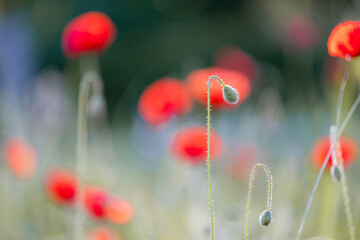 Red poppies blooming in a summer field creating a beautiful natural background