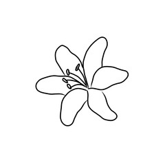 Hand drawn line art flower isolated on transparent background. 